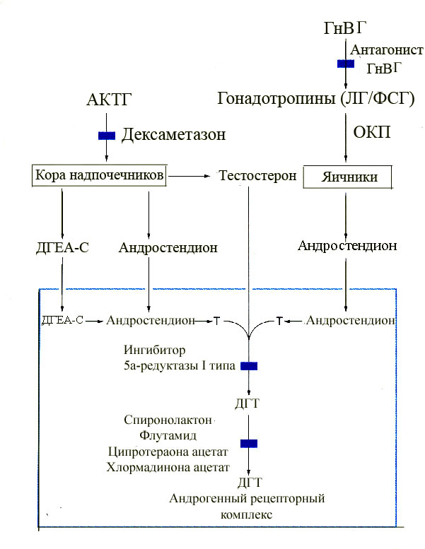 горм.jpg